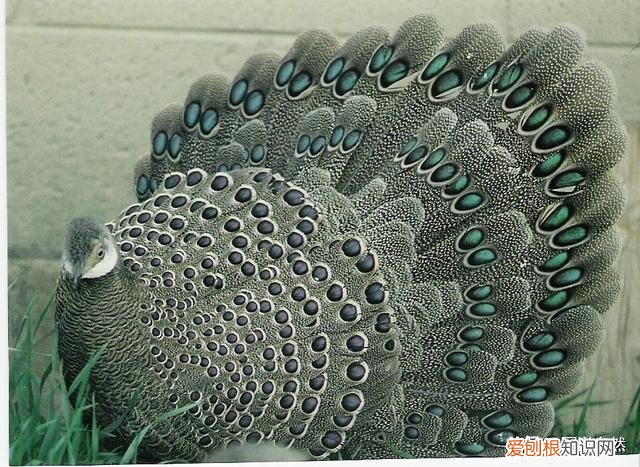 世界上的8种孔雀雉