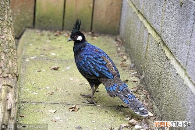 世界上的8种孔雀雉