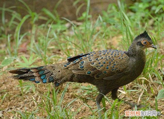 世界上的8种孔雀雉