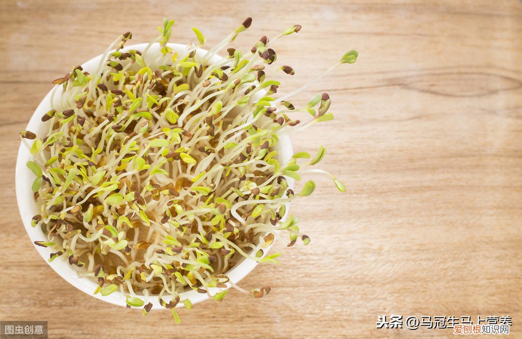 苜蓿是什么科的植物