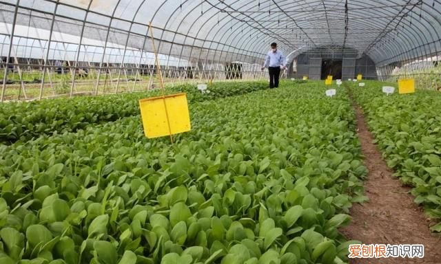 绿叶菜都有哪些呢 各种绿叶菜可以一起炒吗