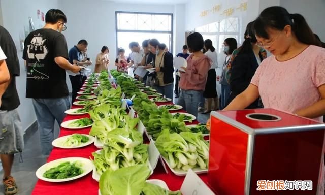 绿叶菜都有哪些呢 各种绿叶菜可以一起炒吗