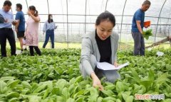 绿叶菜都有哪些呢 各种绿叶菜可以一起炒吗