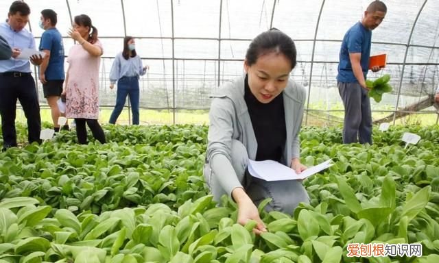 绿叶菜都有哪些呢 各种绿叶菜可以一起炒吗