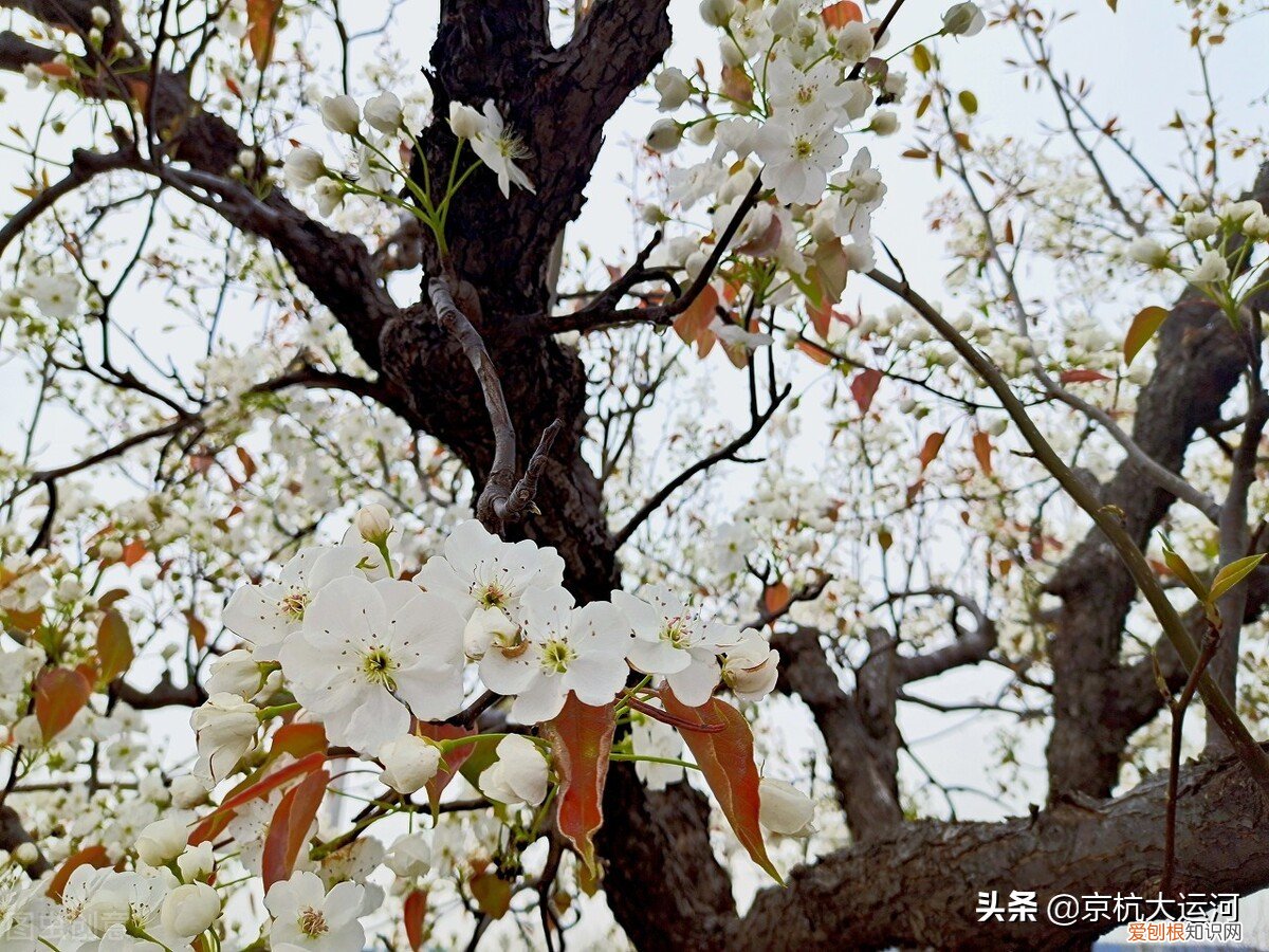 魏县梨花节是什么时间