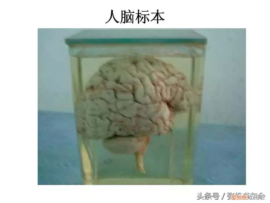 人体内脏解剖图解高清