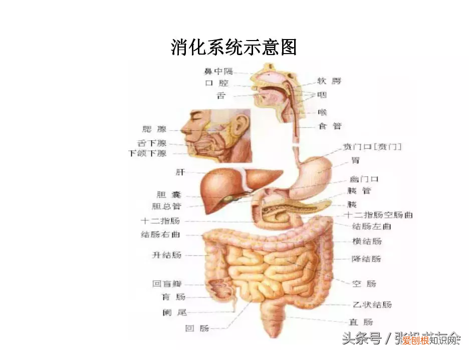 人体内脏解剖图解高清