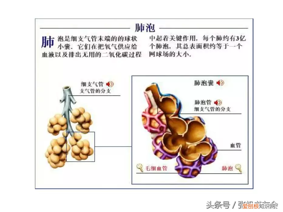 人体内脏解剖图解高清