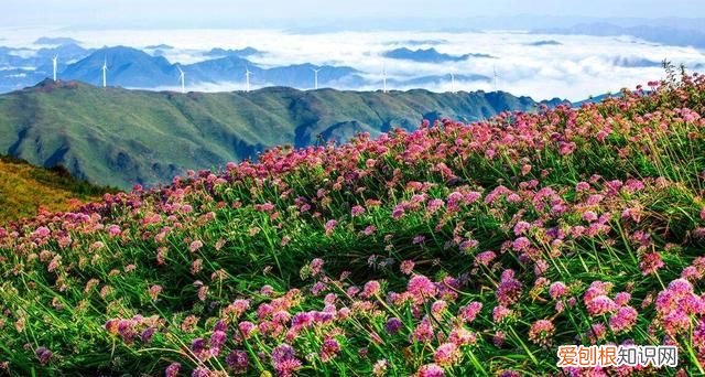 贵州阿西里大草原旅游攻略 贵州阿西里西大草原几月去最美
