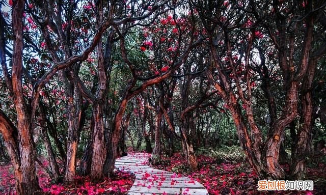 贵州阿西里大草原旅游攻略 贵州阿西里西大草原几月去最美