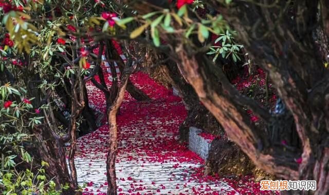贵州阿西里大草原旅游攻略 贵州阿西里西大草原几月去最美