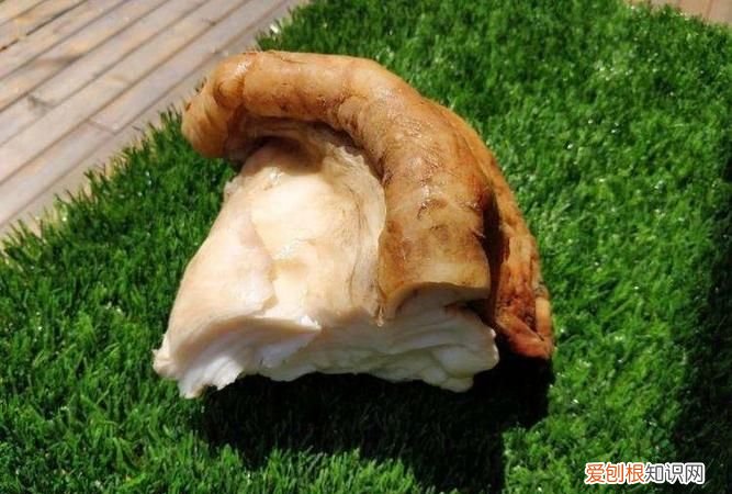 太岁是动物还是植物,“太岁”究竟是动物还是植物