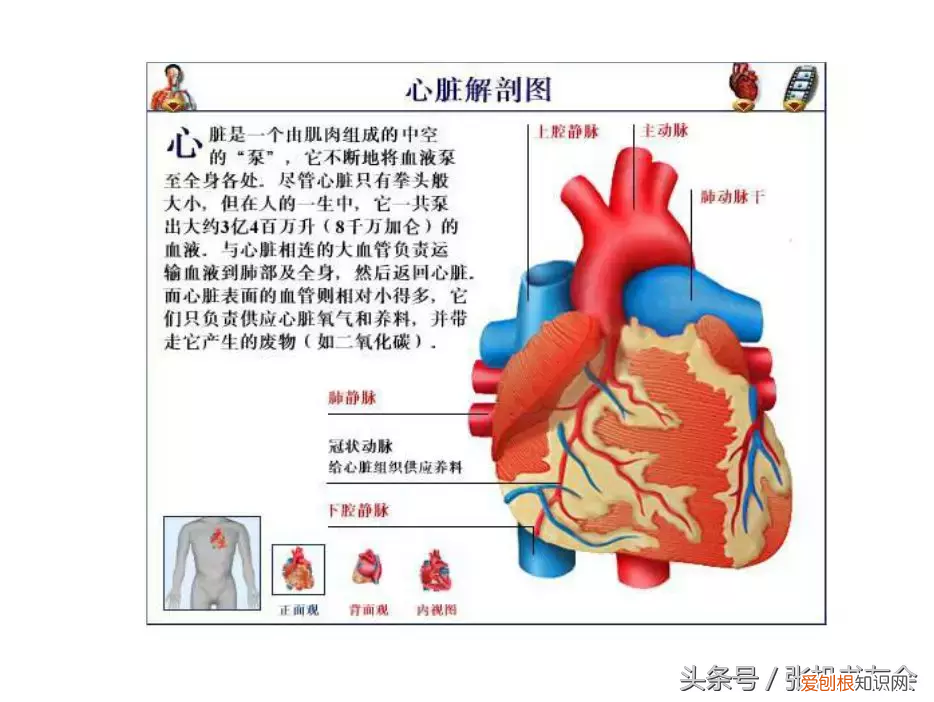 人体内脏解剖图详细图高清