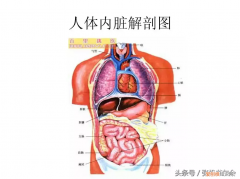 人体内脏解剖图详细图高清