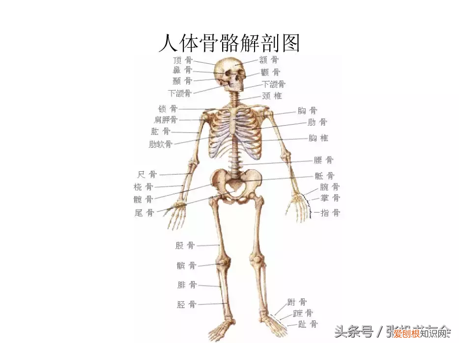 人体内脏解剖图详细图高清