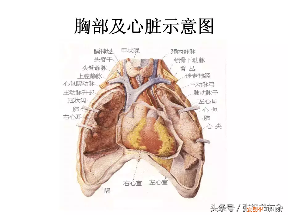 人体内脏解剖图详细图高清