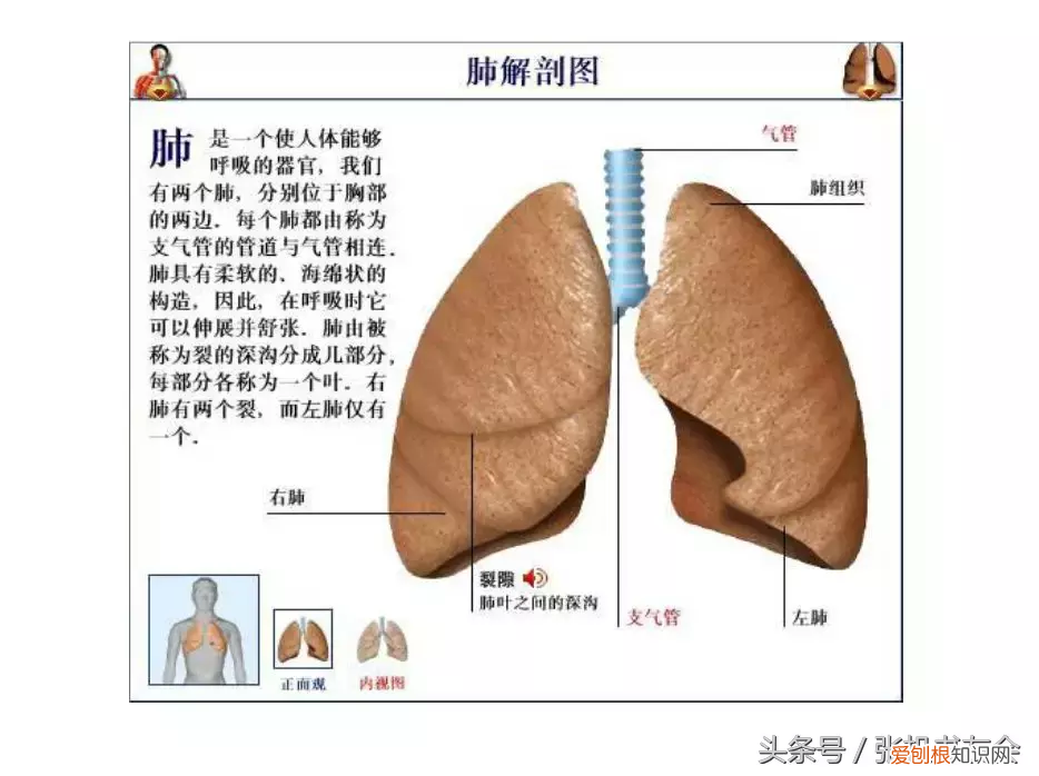 人体内脏解剖图详细图高清