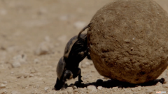 澳大利亚要从中国进口屎壳郎，它究竟有啥价值？