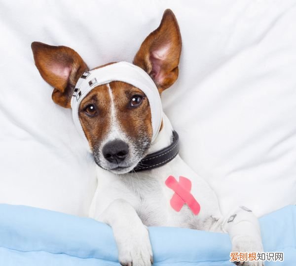 狗狗眼睛烂了怎么办，狗狗的眼睛有粘稠分泌物怎么办