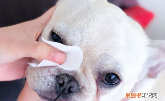 狗长眼屎是怎么回事儿，狗有眼屎是什么原因怎么治疗