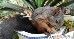 关于松鼠的知识