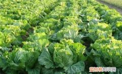 冬天蔬菜有哪些品种，冬季时令蔬菜有哪些