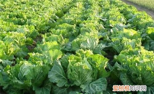 冬天蔬菜有哪些品种，冬季时令蔬菜有哪些