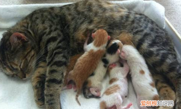 猫咪下完崽吃什么催奶，猫生产之后吃什么补身体