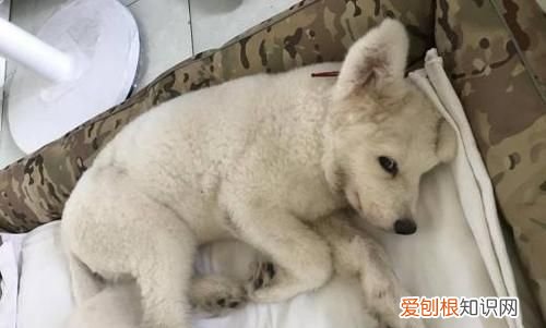 狗狗细小是什么病，犬细小是什么病什么症状