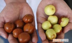 冬枣煮水怎么苦，冬枣泡了糖精水的怎么看