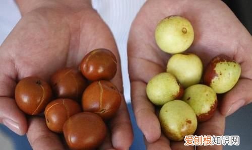 冬枣煮水怎么苦,冬枣泡了糖精水的怎么看