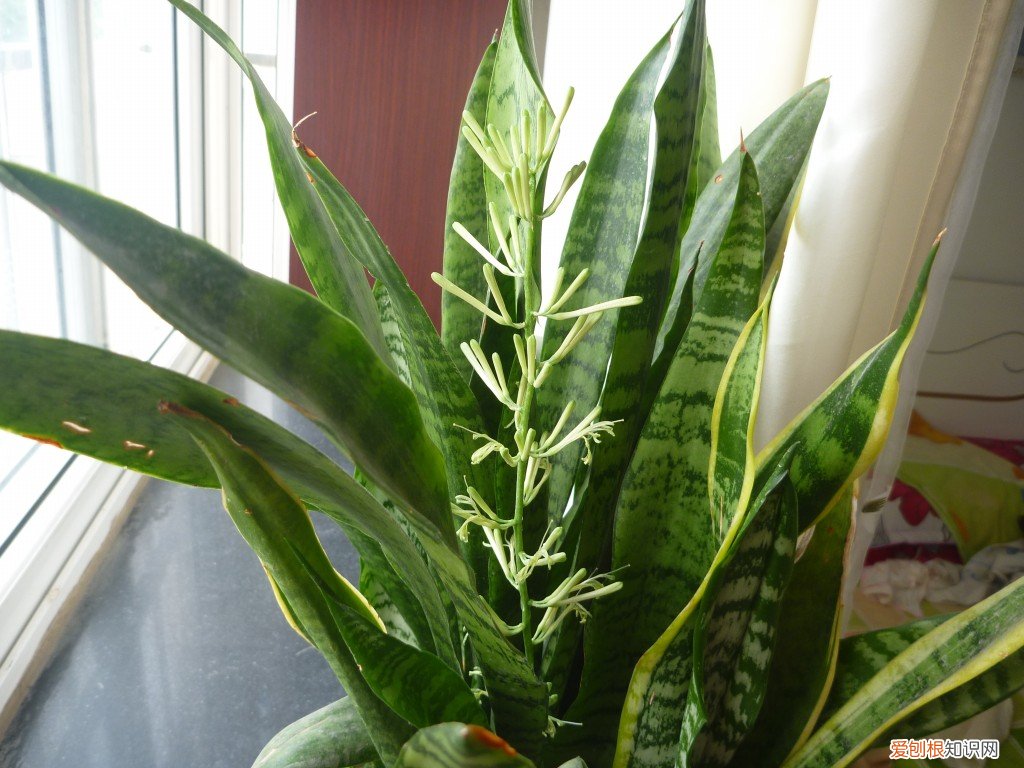 什么植物可以吸收二氧化硫