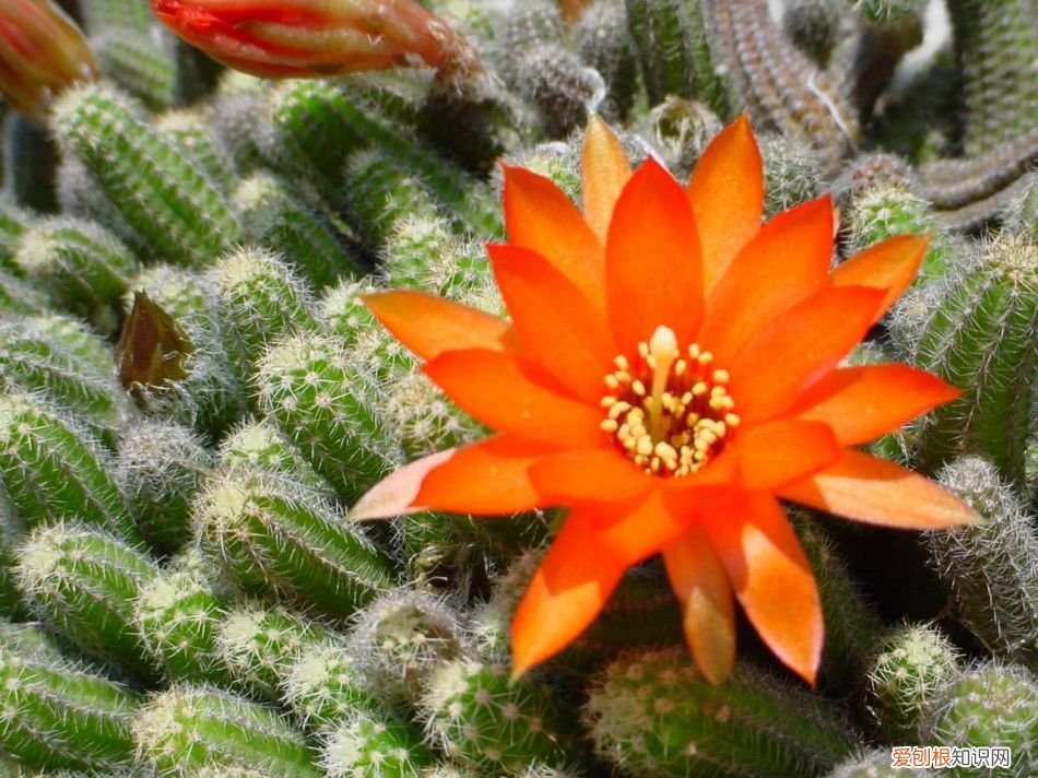 什么植物可以吸收二氧化硫