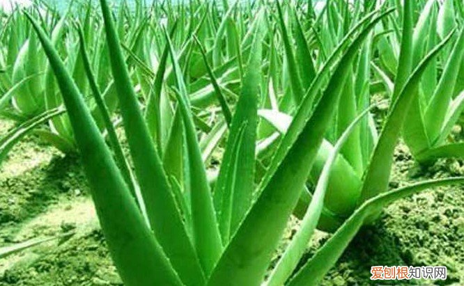 什么植物可以吸收二氧化硫