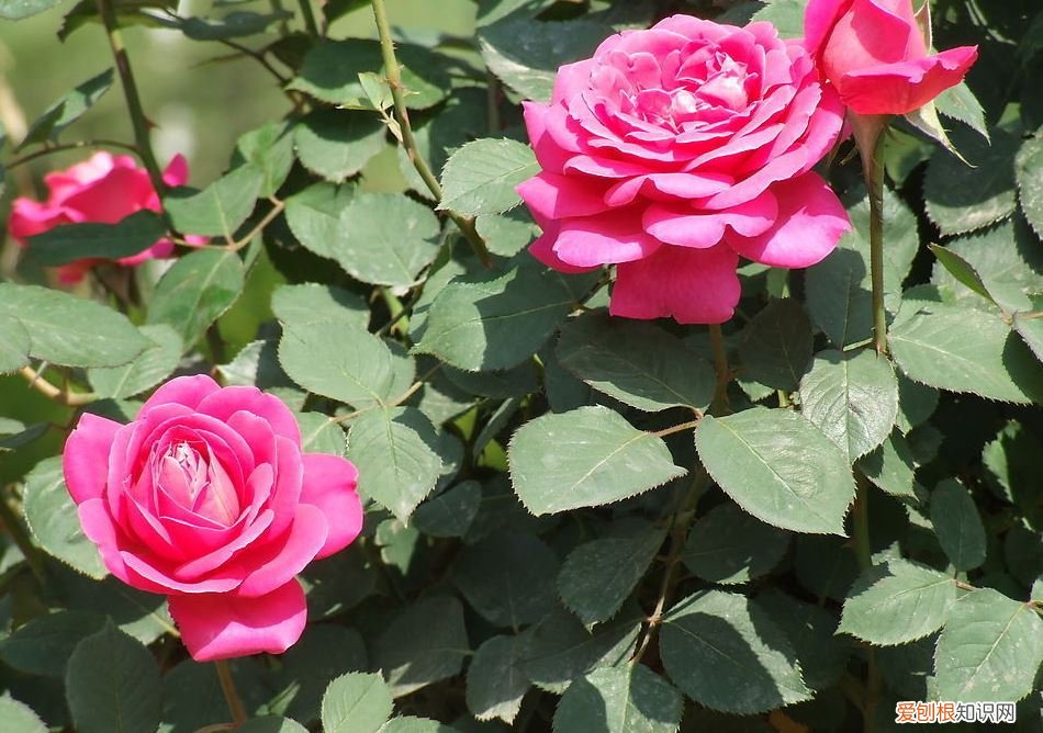 什么植物可以吸收二氧化硫