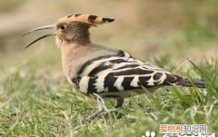 鸟为什么会有气味，鸟为什么不怕洋辣子