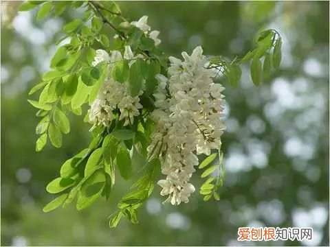 立夏的来历和风俗