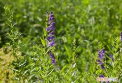 黄芩的作用与功效，黄芪的作用与功效有哪些