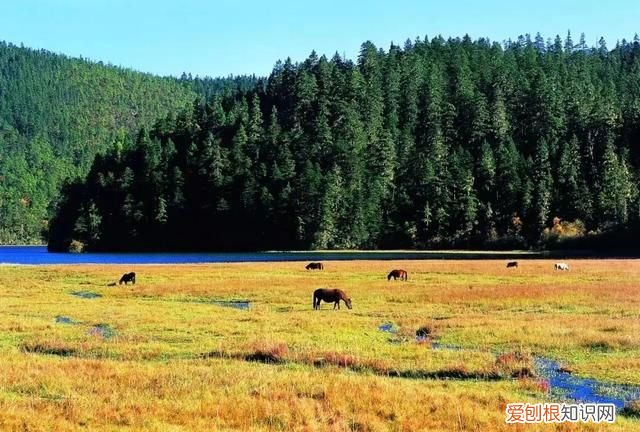 云南旅游普达措国家公园