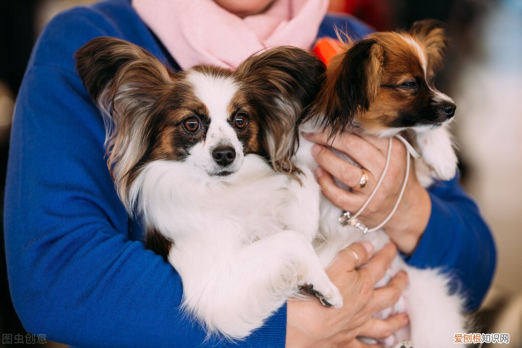 小型宠物狗的品种及图片