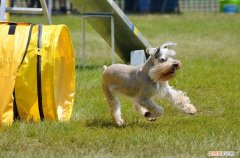 小型宠物狗的品种及图片