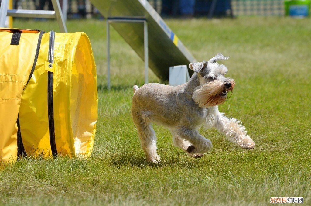 小型宠物狗的品种及图片
