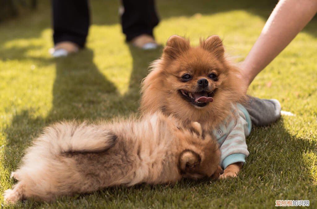 小型宠物狗的品种及图片