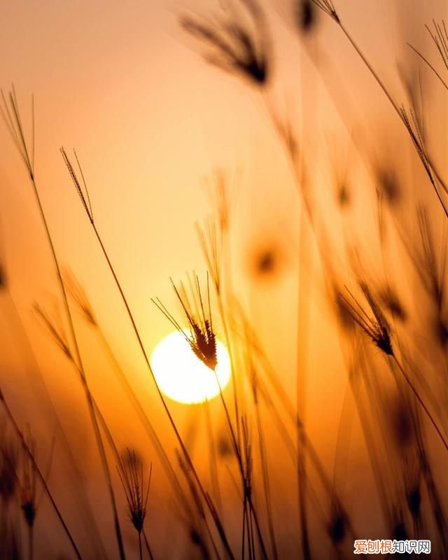 关于母爱的小短诗有哪些