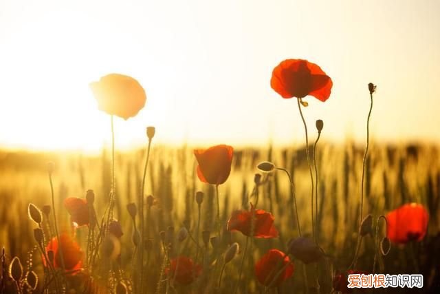 关于母爱的小短诗有哪些