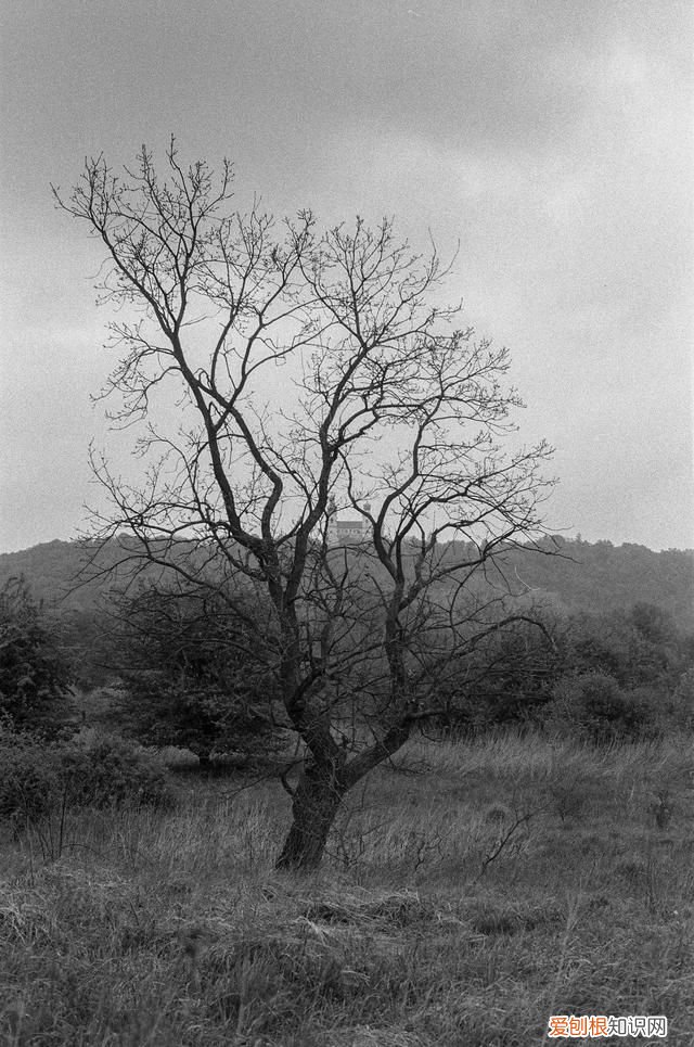 关于母爱的小短诗有哪些