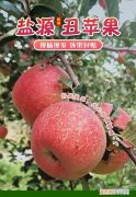 糖心苹果产地在哪里，山西冰糖心苹果跟盐源冰糖心苹果的区别