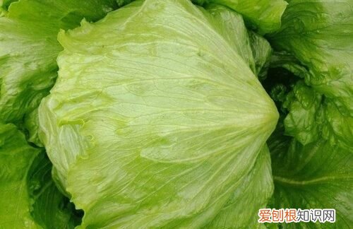 生菜种子需要泡水吗,生菜种子泡完水为什么要放冰箱