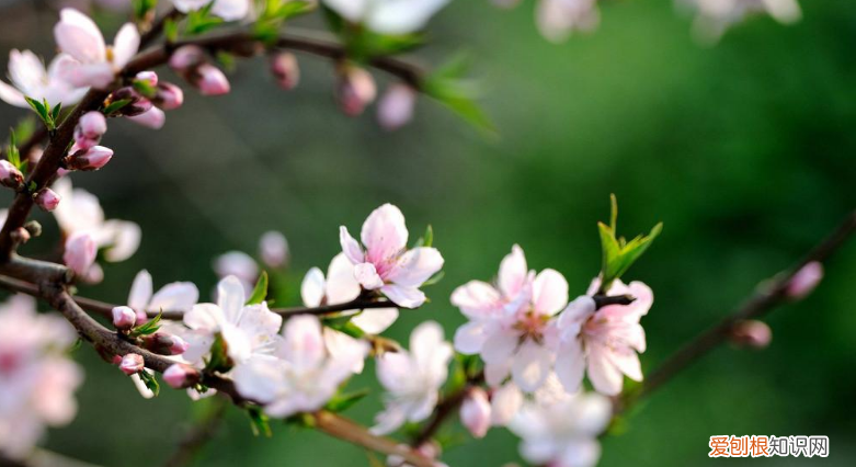形容三月春天的优美句子有哪些
