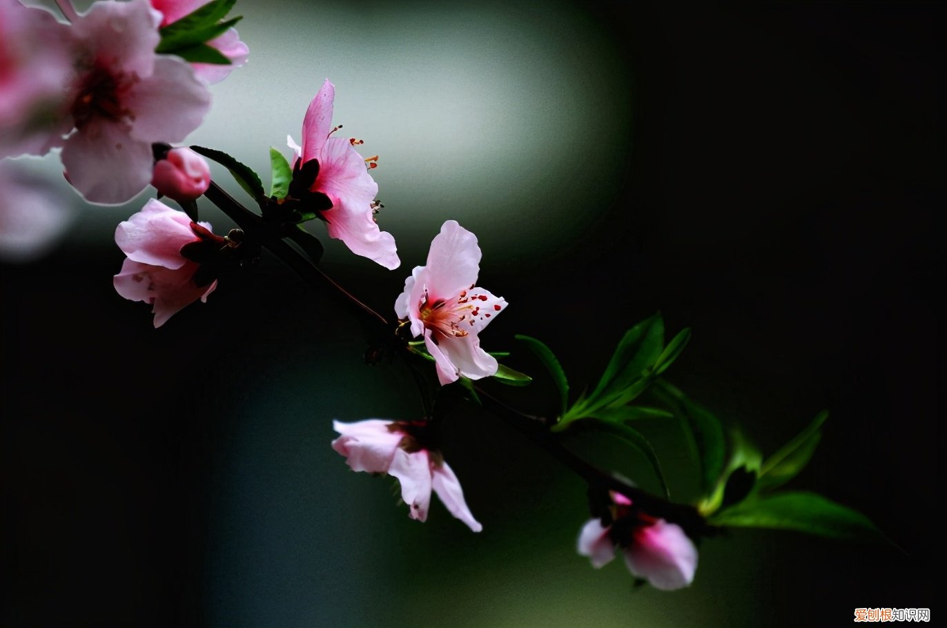 形容三月春天的优美句子有哪些